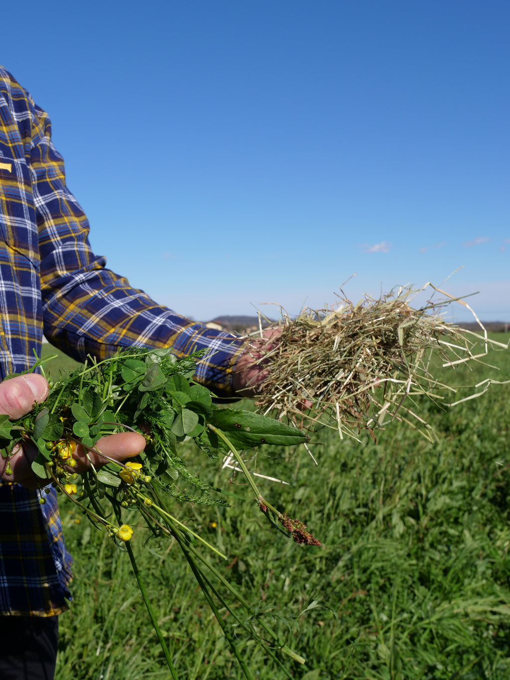 L'erba buona -1kg - Fieno naturale di Prato Canavesano per piccoli animali e caprette nane