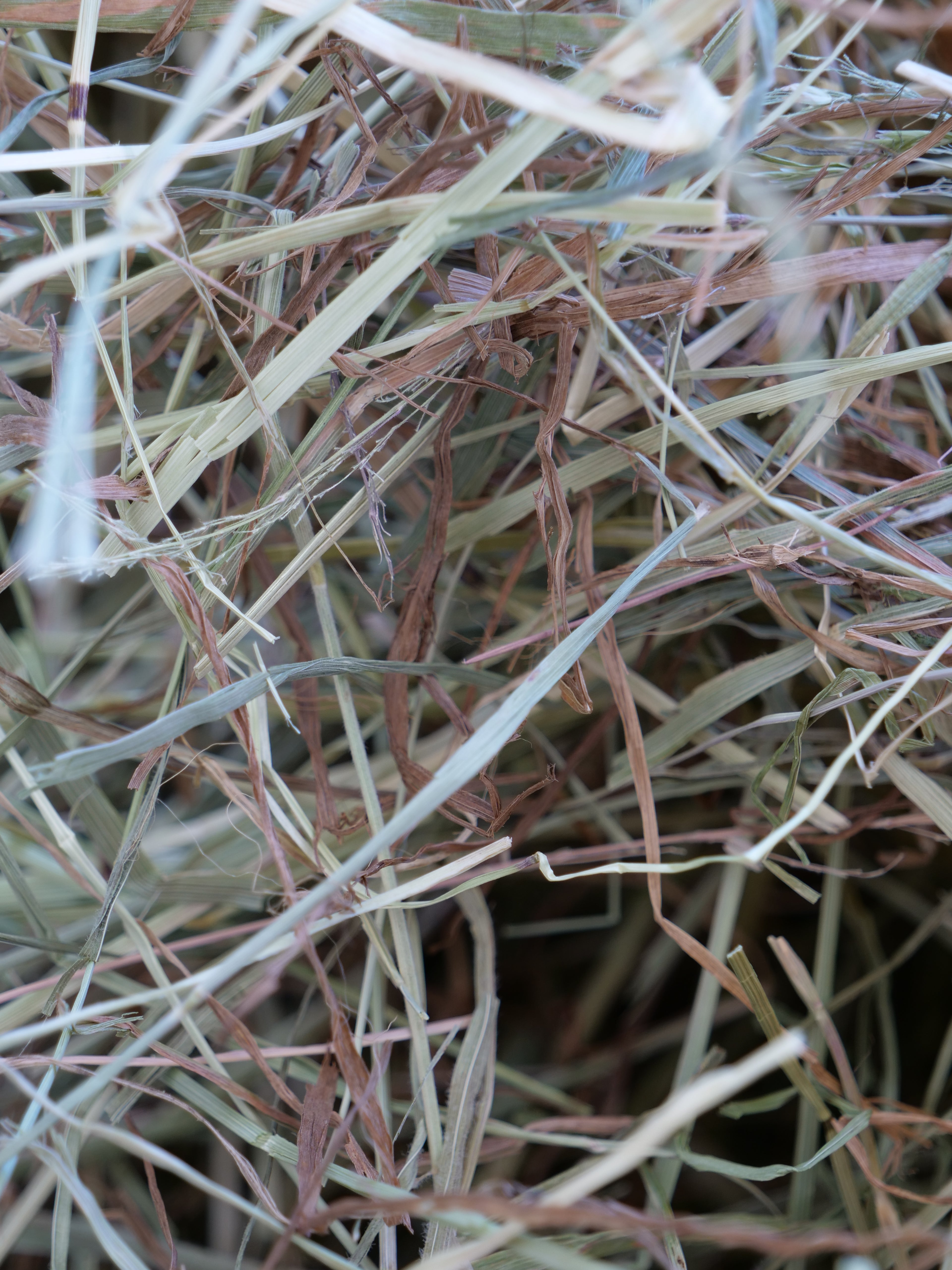 L'erba buona -1kg - Fieno naturale di Prato Canavesano per piccoli animali e caprette nane