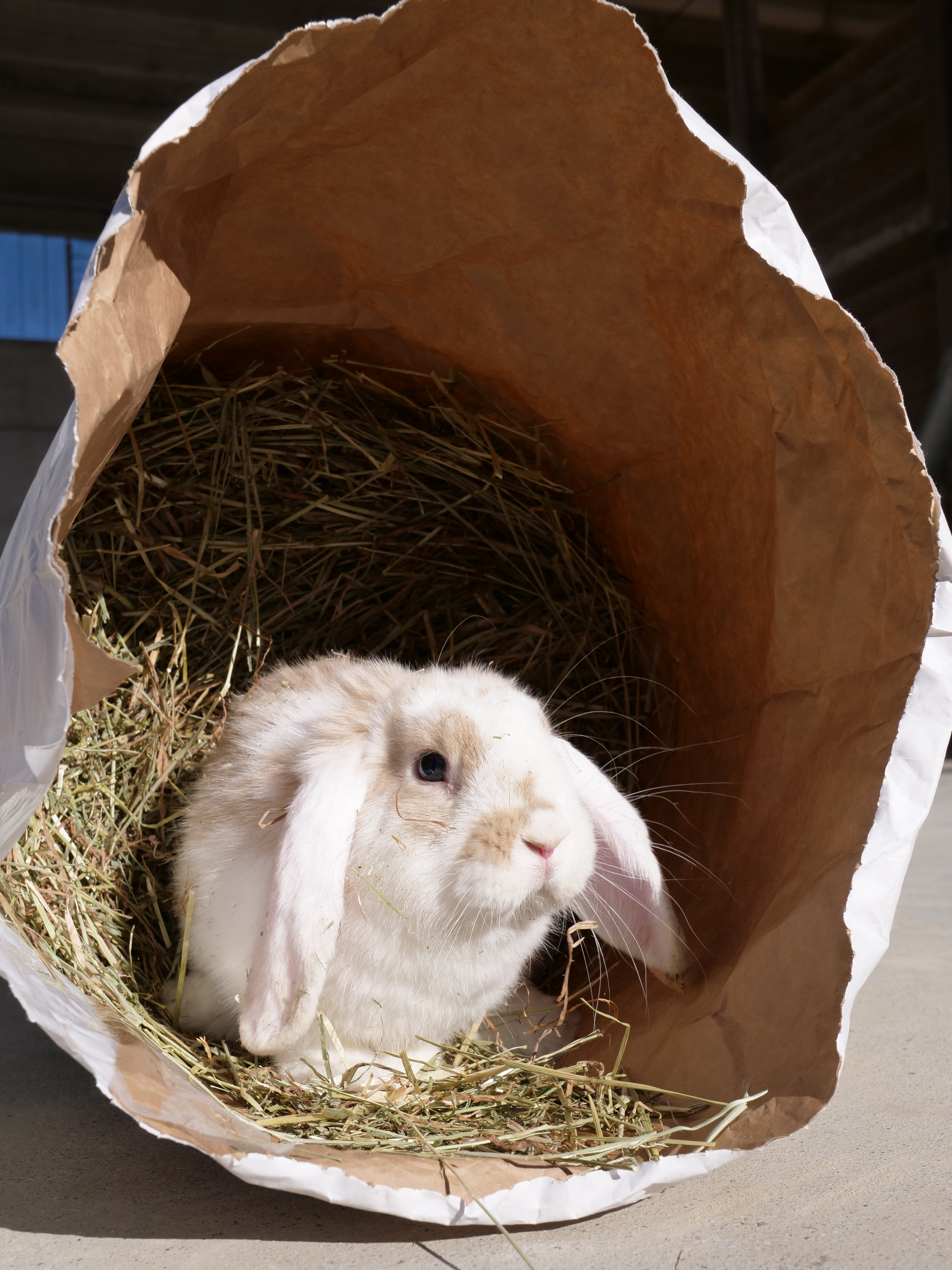 L'erba buona -1kg - Fieno naturale di Prato Canavesano per piccoli animali e caprette nane